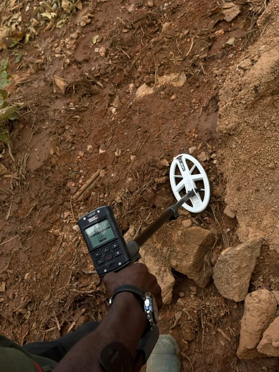 White XP HF2 elliptical coil used for detecting fine natural gold targets in field conditions